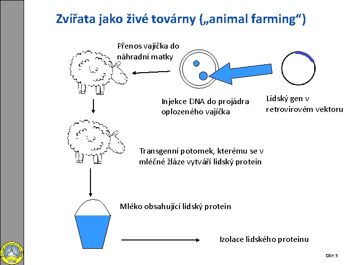 Zvířata jako živé továrny („animal farming“) Přenos vajíčka do náhradní matky Injekce DNA do
