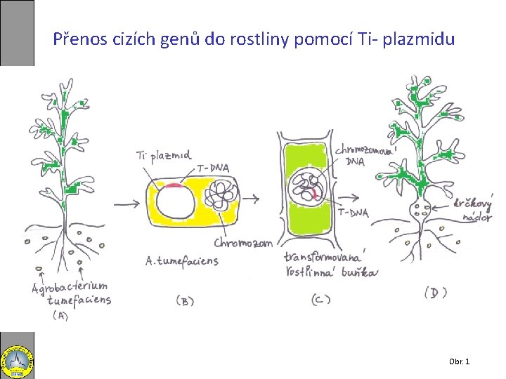 Přenos cizích genů do rostliny pomocí Ti- plazmidu Obr. 1 