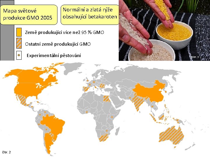 Mapa světové produkce GMO 2005 Normální a zlatá rýže obsahující betakaroten Země produkující více