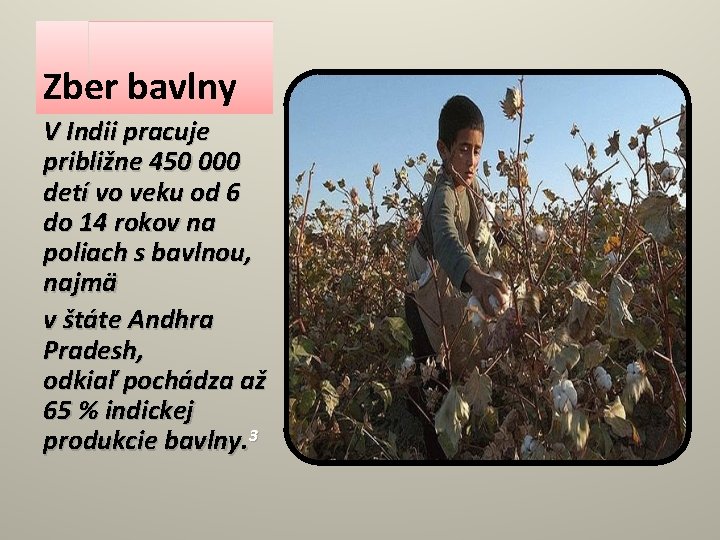 Zber bavlny V Indii pracuje približne 450 000 detí vo veku od 6 do