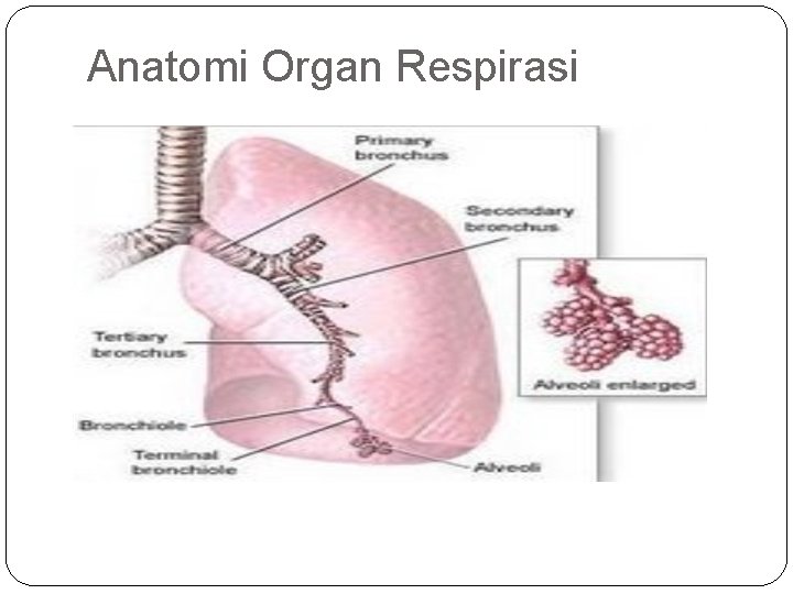Anatomi Organ Respirasi 