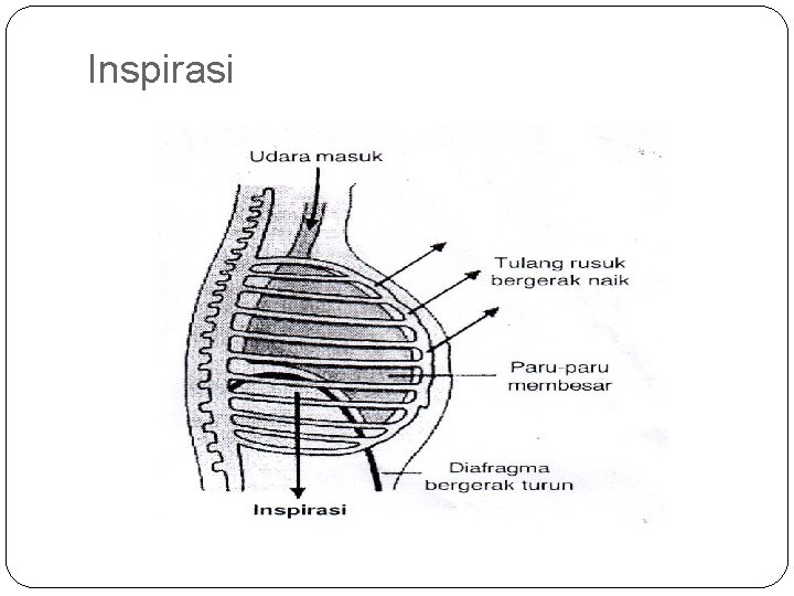 Inspirasi 