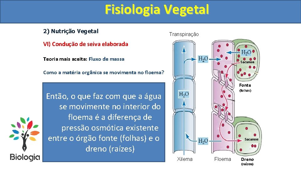 Fisiologia. Vegetal Fisiologia 2) Nutrição Vegetal Transpiração VI) Condução de seiva elaborada Teoria mais