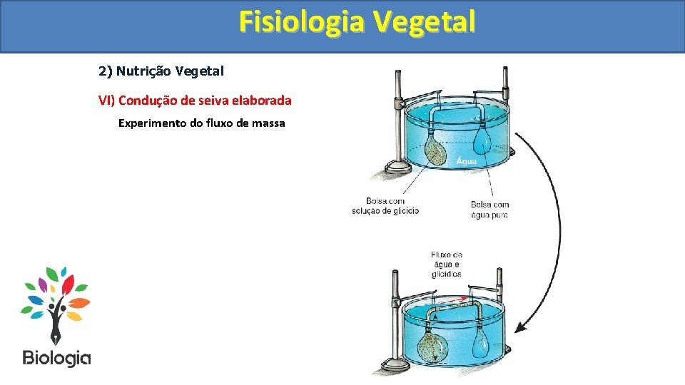 Fisiologia. Vegetal Fisiologia 2) Nutrição Vegetal VI) Condução de seiva elaborada Experimento do fluxo