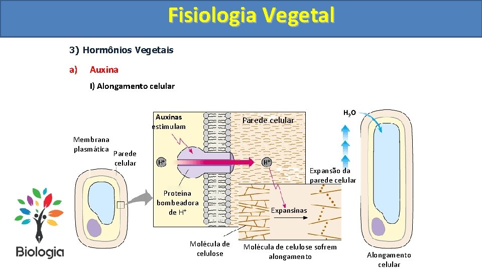 Fisiologia. Vegetal Fisiologia 3) Hormônios Vegetais a) Auxina I) Alongamento celular Auxinas estimulam Membrana