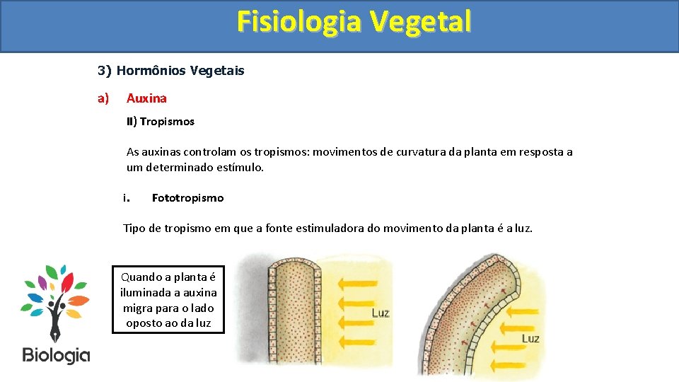 Fisiologia. Vegetal Fisiologia 3) Hormônios Vegetais a) Auxina II) Tropismos As auxinas controlam os