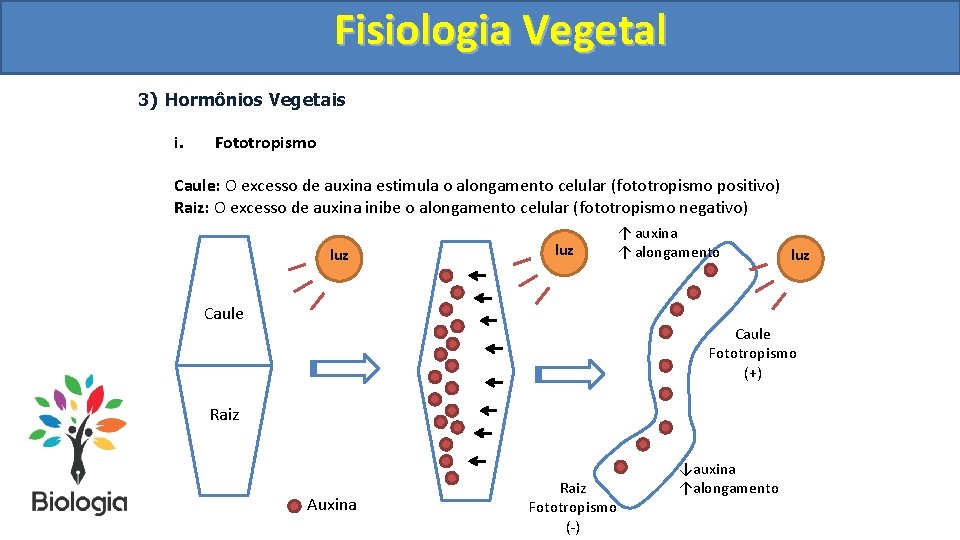 Fisiologia. Vegetal Fisiologia 3) Hormônios Vegetais i. Fototropismo Caule: O excesso de auxina estimula