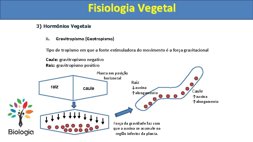 Fisiologia. Vegetal Fisiologia 3) Hormônios Vegetais ii. Gravitropismo (Geotropismo) Tipo de tropismo em que