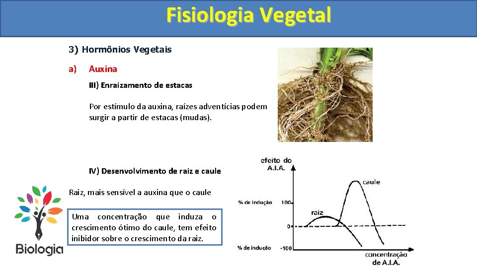 Fisiologia. Vegetal Fisiologia 3) Hormônios Vegetais a) Auxina III) Enraizamento de estacas Por estímulo
