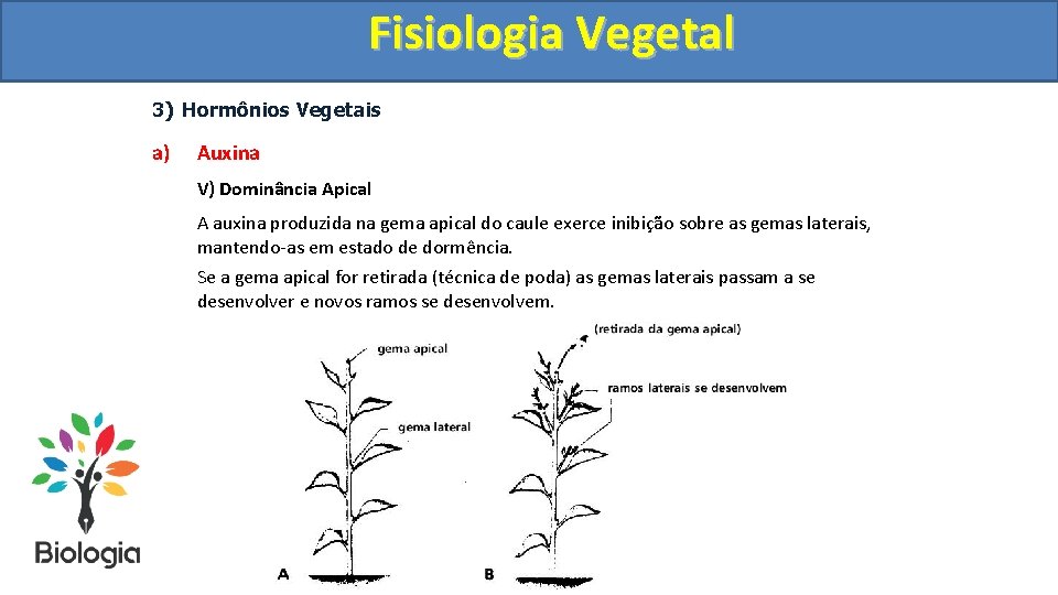 Fisiologia. Vegetal Fisiologia 3) Hormônios Vegetais a) Auxina V) Dominância Apical A auxina produzida