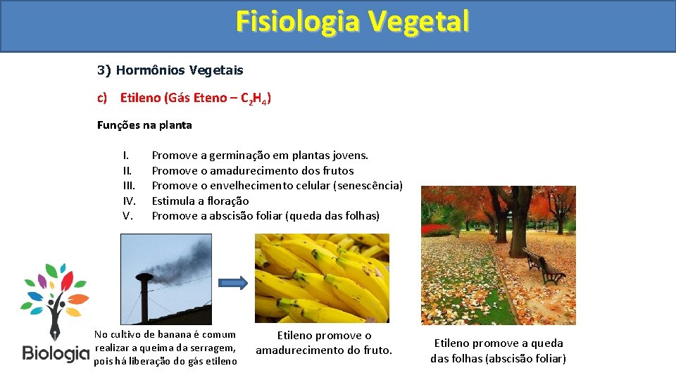 Fisiologia. Vegetal Fisiologia 3) Hormônios Vegetais c) Etileno (Gás Eteno – C 2 H