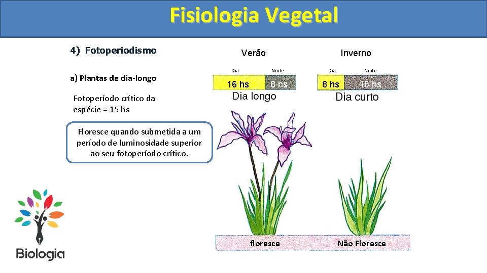Fisiologia. Vegetal Fisiologia 4) Fotoperiodismo a) Plantas de dia-longo Verão Dia 16 hs Inverno