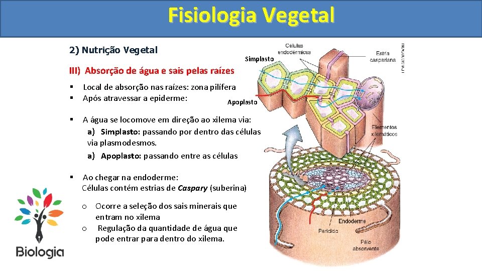 Fisiologia. Vegetal Fisiologia 2) Nutrição Vegetal Simplasto III) Absorção de água e sais pelas