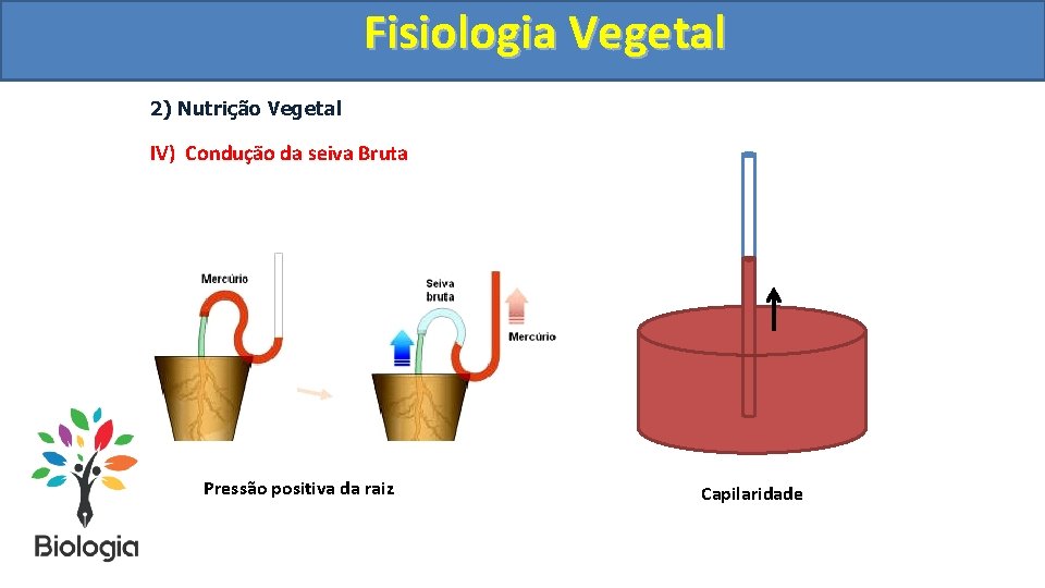 Fisiologia. Vegetal Fisiologia 2) Nutrição Vegetal IV) Condução da seiva Bruta Pressão positiva da