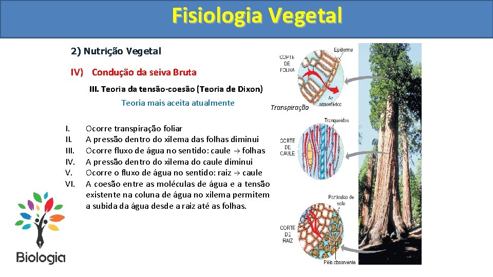 Fisiologia. Vegetal Fisiologia 2) Nutrição Vegetal IV) Condução da seiva Bruta III. Teoria da