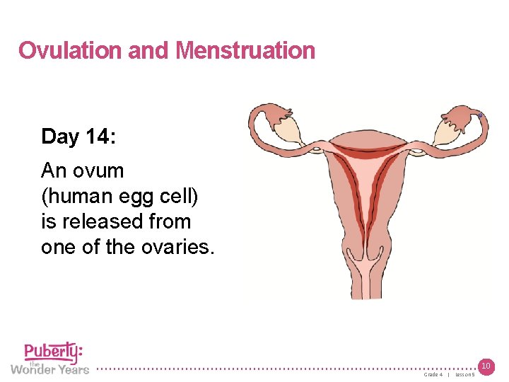 Lesson 5 | Growing Up Female Ovulation and Menstruation Day 14: An ovum (human