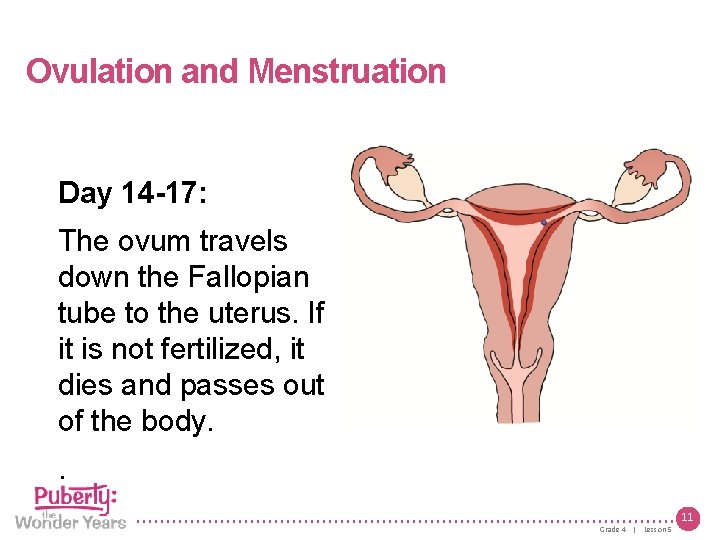 Lesson 5 | Growing Up Female Ovulation and Menstruation Day 14 -17: The ovum