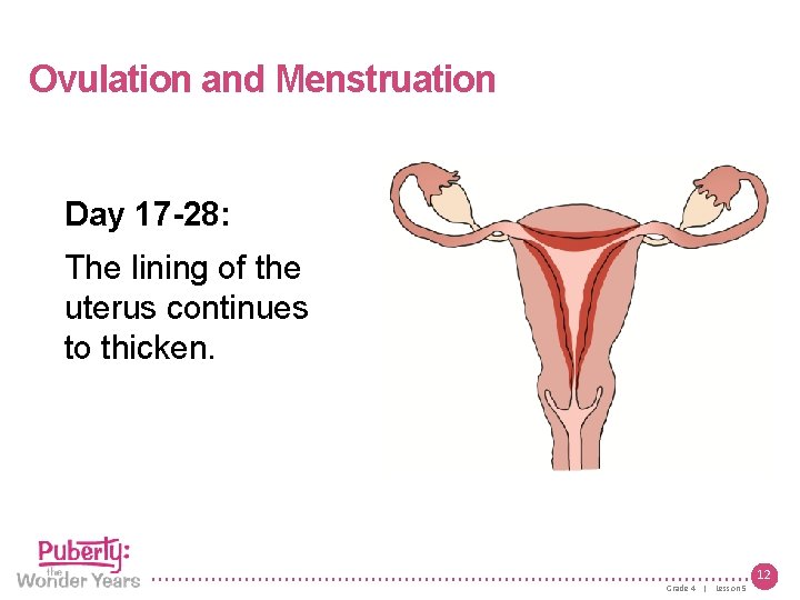 Lesson 5 | Growing Up Female Ovulation and Menstruation Day 17 -28: The lining