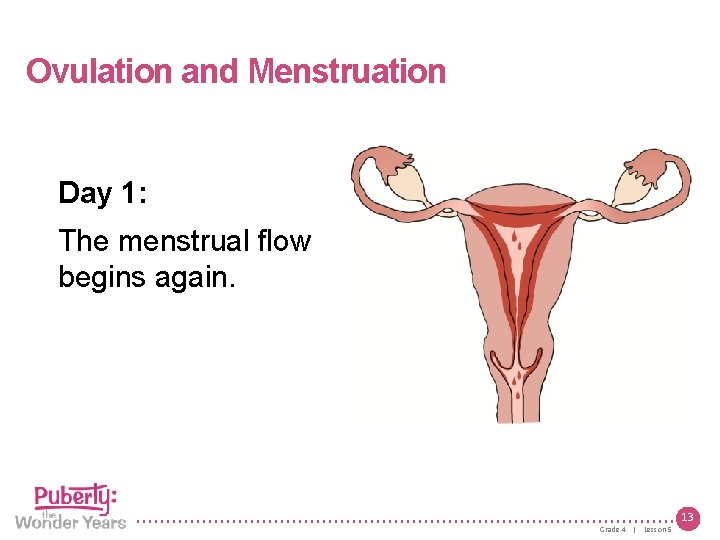 Lesson 5 | Growing Up Female Ovulation and Menstruation Day 1: The menstrual flow