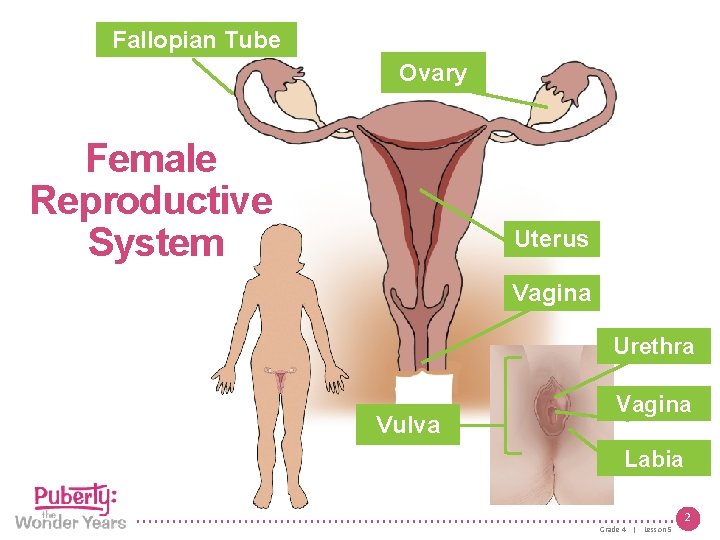 Fallopian Tube Ovary Female Reproductive System Uterus Vagina Urethra Vulva Vagina Labia 2 Grade