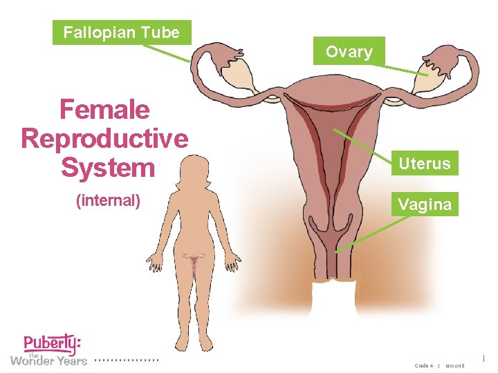 Fallopian Tube Ovary Female Reproductive System (internal) Uterus Vagina 3 Grade 4 | Lesson