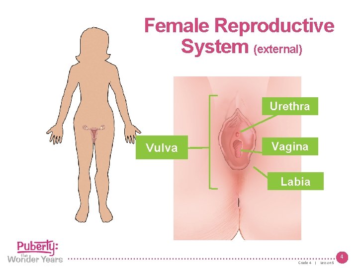 Female Reproductive System (external) Urethra Vulva Vagina Labia 4 Grade 4 | Lesson 5