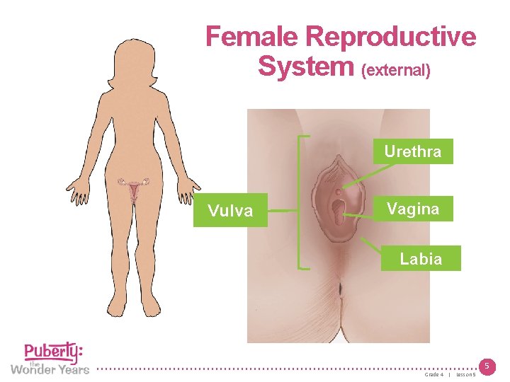 Female Reproductive System (external) Urethra Vulva Vagina Labia 5 Grade 4 | Lesson 5