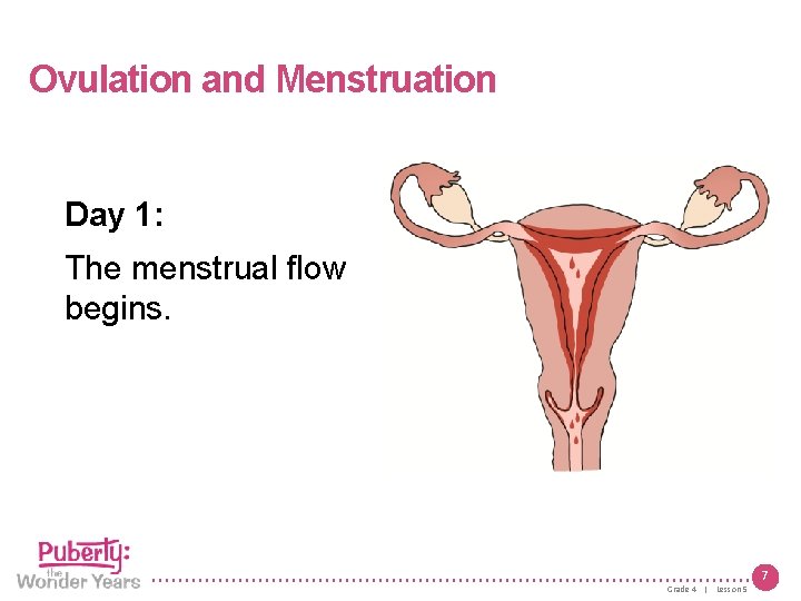 Lesson 5 | Growing Up Female Ovulation and Menstruation Day 1: The menstrual flow