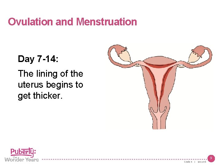 Lesson 5 | Growing Up Female Ovulation and Menstruation Day 7 -14: The lining