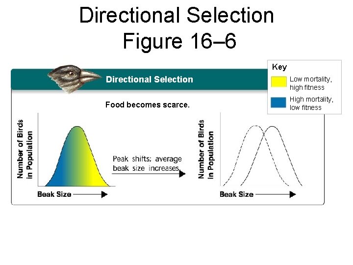 Section 16 -2 Directional Selection Figure 16– 6 Key Directional Selection Food becomes scarce.