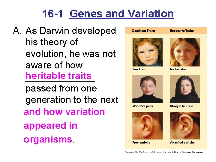 16 -1 Genes and Variation A. As Darwin developed his theory of evolution, he