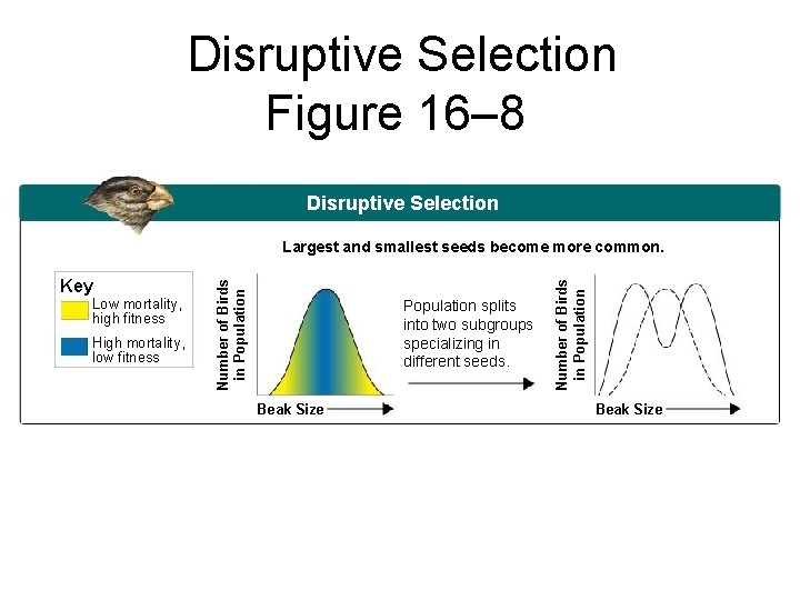  Disruptive Selection Figure 16– 8 Section 16 -2 Disruptive Selection Low mortality, high