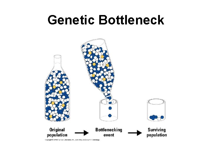 Genetic Bottleneck 