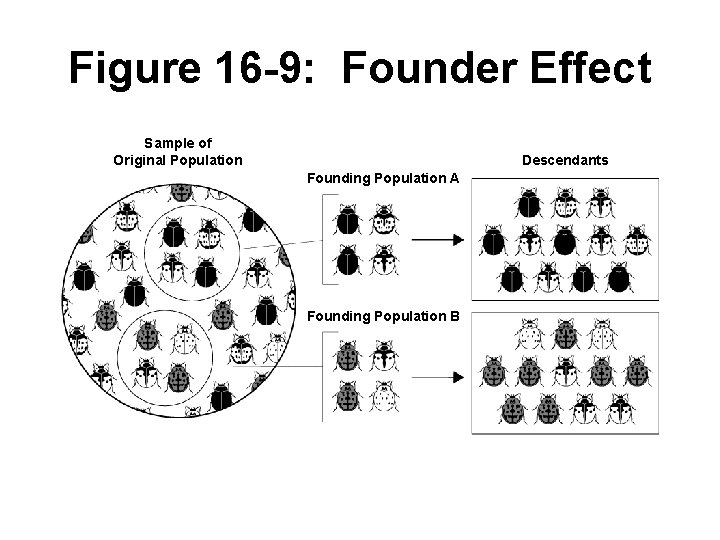 Figure 16 -9: Founder Effect Sample of Original Population Descendants Founding Population A Founding