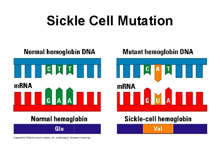 Sickle Cell Mutation 