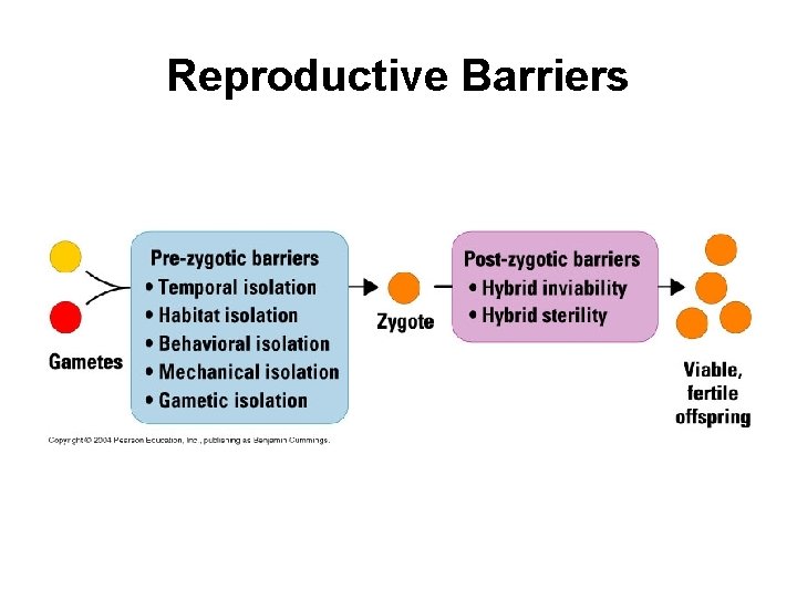 Reproductive Barriers 