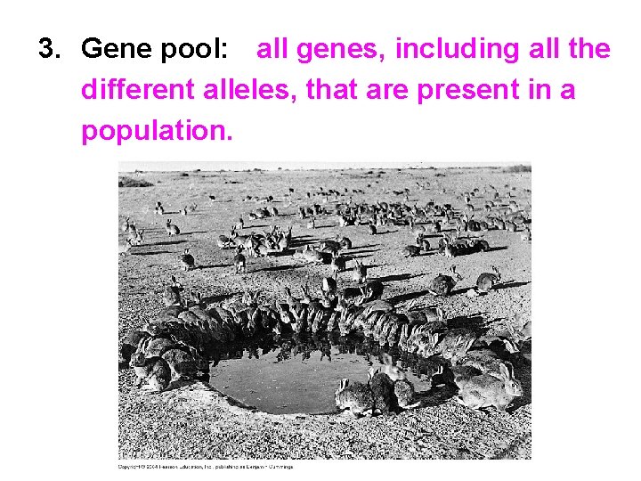 3. Gene pool: all genes, including all the different alleles, that are present in