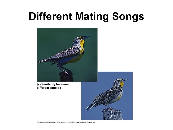 Different Mating Songs 