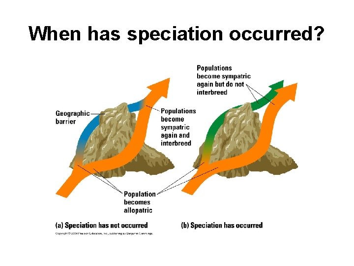 When has speciation occurred? 