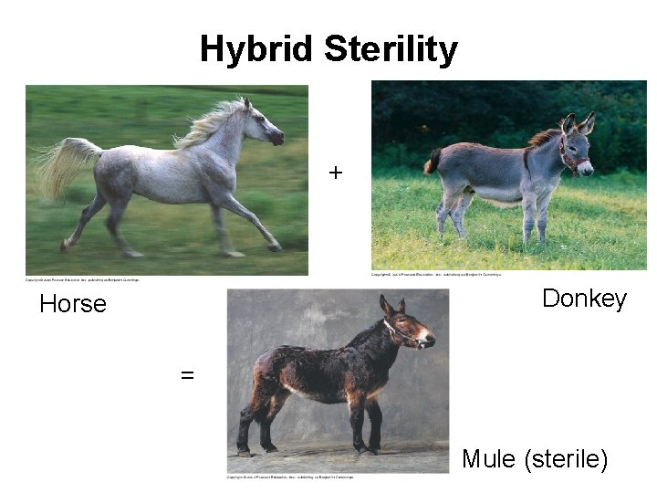 Hybrid Sterility + Donkey Horse = Mule (sterile) 