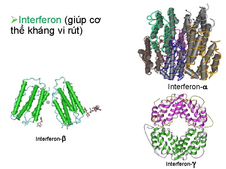  Interferon (giúp cơ thể kháng vi rút) Interferon- 