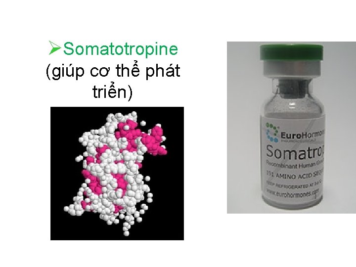  Somatotropine (giúp cơ thể phát triển) 