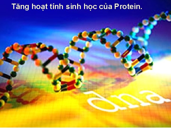 Tăng hoạt tính sinh học của Protein. 