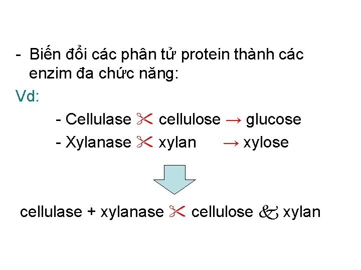 - Biến đổi các phân tử protein thành các enzim đa chức năng: Vd: