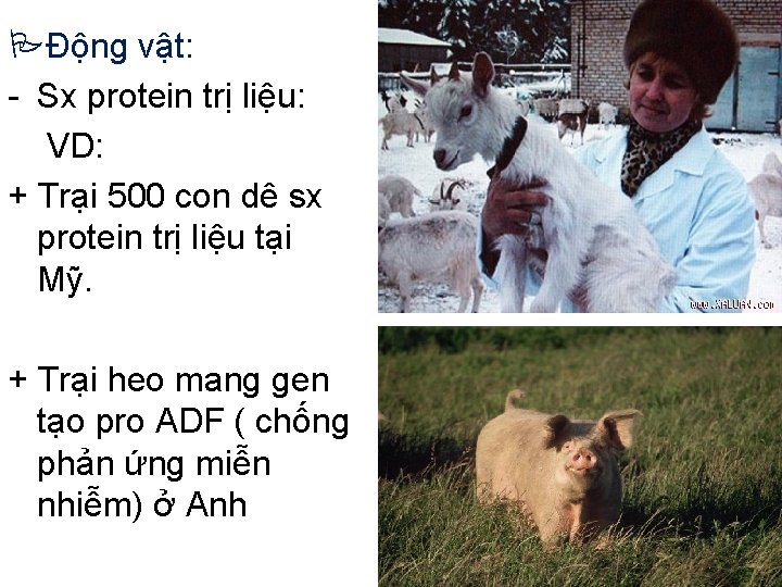  Động vật: - Sx protein trị liệu: VD: + Trại 500 con dê