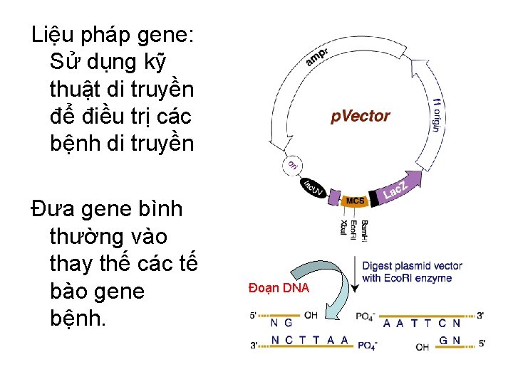 Liệu pháp gene: Sử dụng kỹ thuật di truyền để điều trị các bệnh