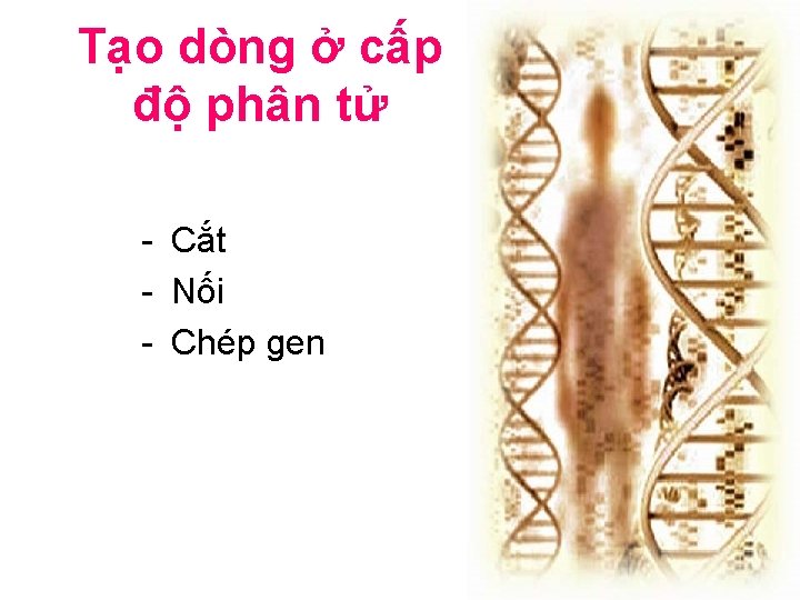 Tạo dòng ở cấp độ phân tử - Cắt - Nối - Chép gen