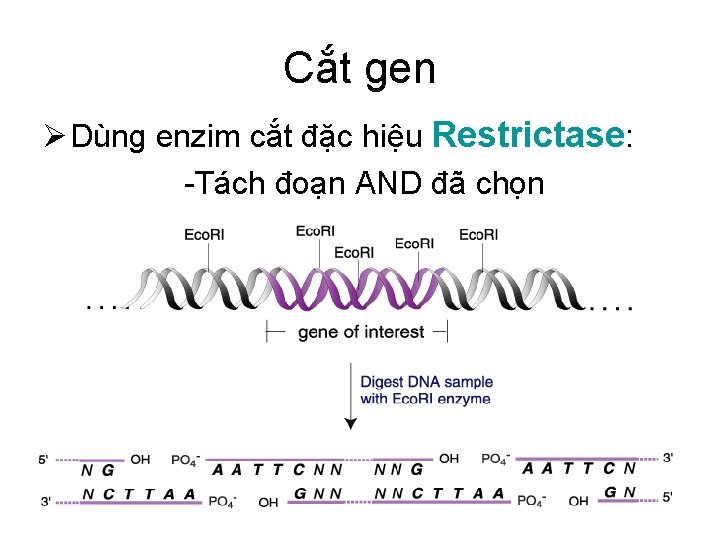 Cắt gen Dùng enzim cắt đặc hiệu Restrictase: -Tách đoạn AND đã chọn 