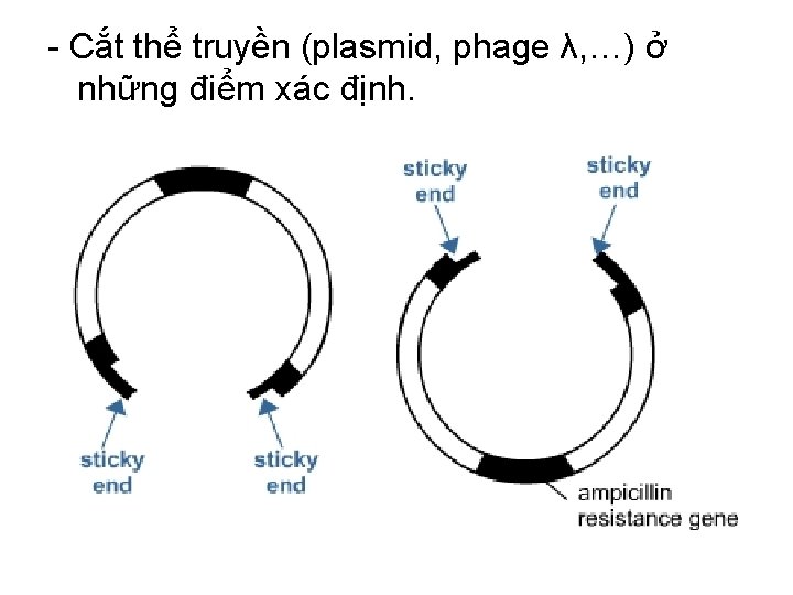 - Cắt thể truyền (plasmid, phage λ, …) ở những điểm xác định. 