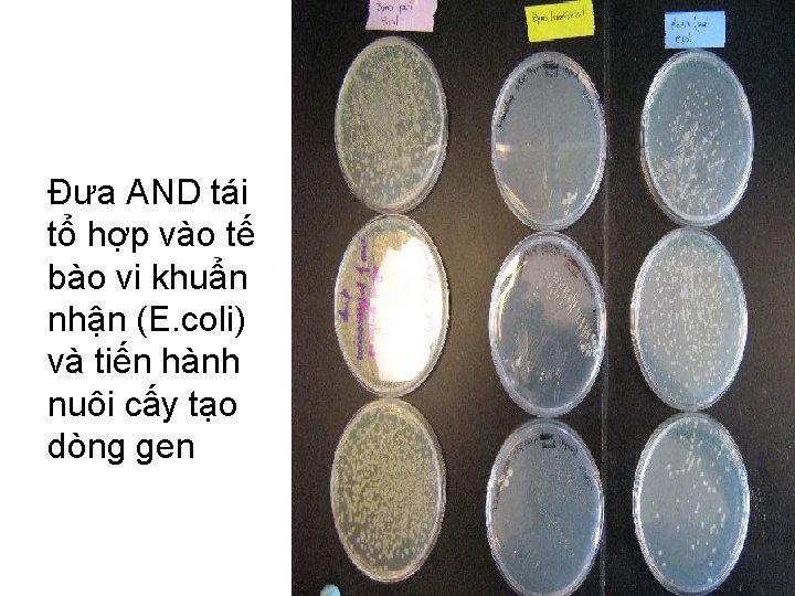 Đưa AND tái tổ hợp vào tế bào vi khuẩn nhận (E. coli) và